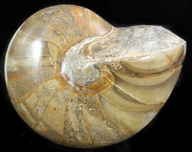 Polished Nautilus Fossil - Madagascar #47395